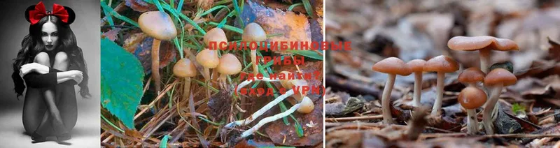 Галлюциногенные грибы Magic Shrooms  МЕГА   Юрьев-Польский 